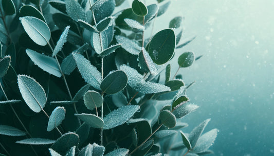 What is our Eucalyptus Material And Why Is It Environmentally Friendly?
